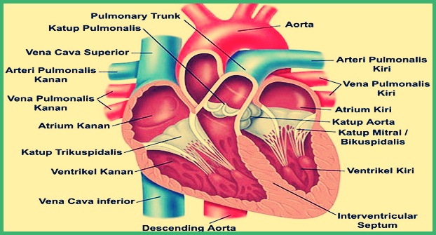 Fungsi Jantung - Pengertian, Struktur, Jenis, Cara Kerja ...