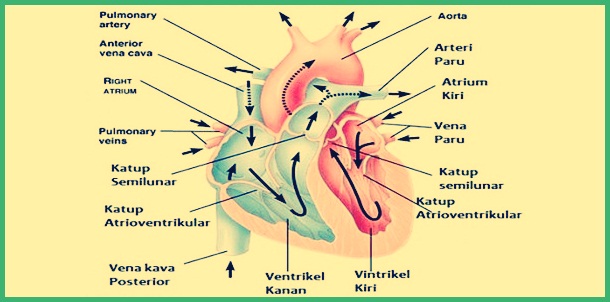 Struktur Jantung