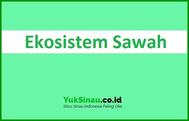 Ekosistem Sawah