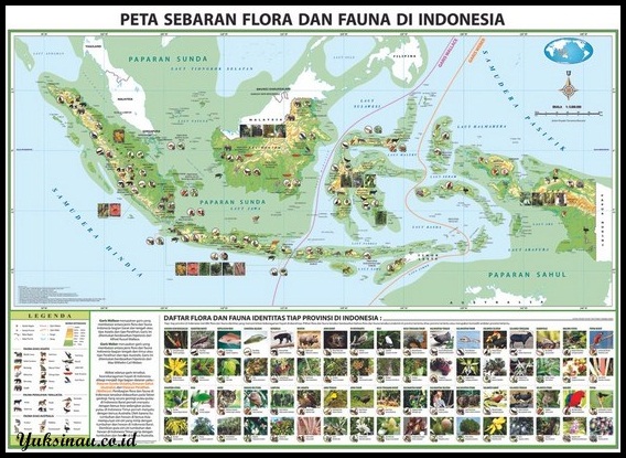 91 Gambar Flora Peralihan Di Indonesia Terbaru