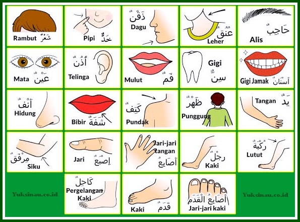 Bahasa Arab Anggota Tubuh
