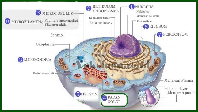 Fungsi Badan Golgi