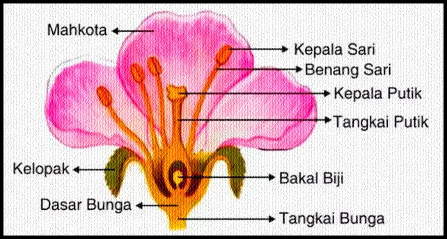 Bunga Sempurna Pengertian Bagian Contoh Dan Perbedaan