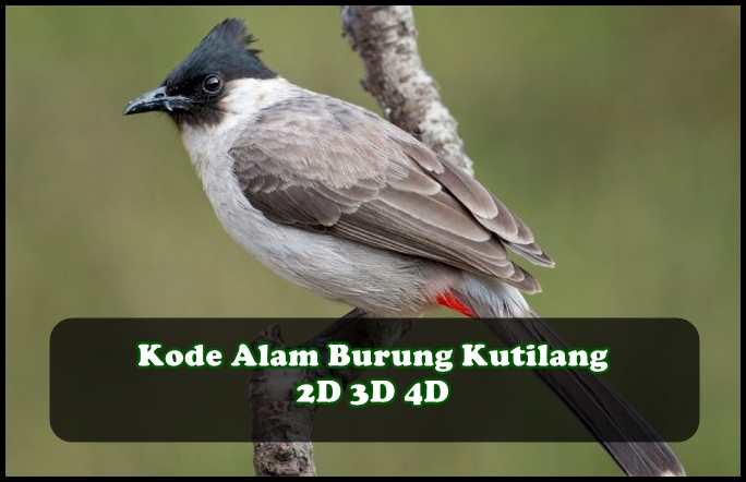 Kode Alam Burung Kutilang 2D 3D 4D | Erek Erek & Primbon