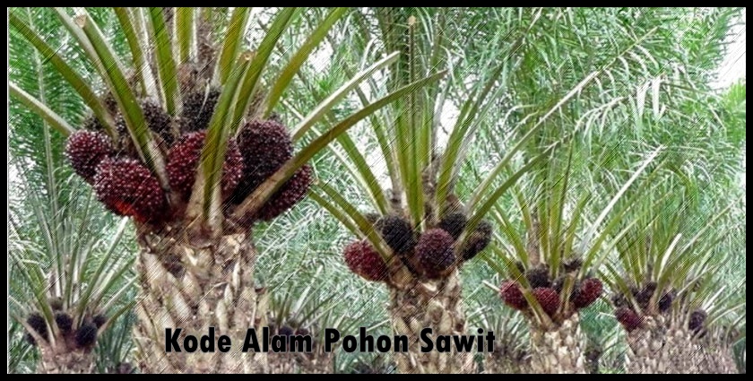Kode Alam Pohon Sawit
