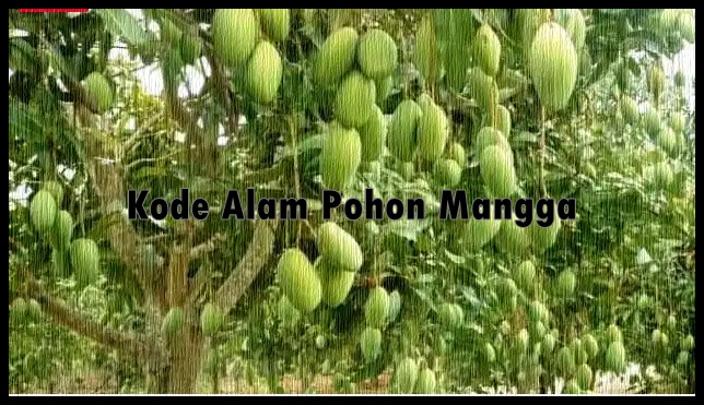 Kode Alam Pohon Mangga